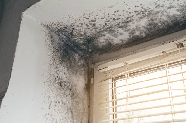 Affordable Commercial Mold Remediation solutions in Upper Falls, MD